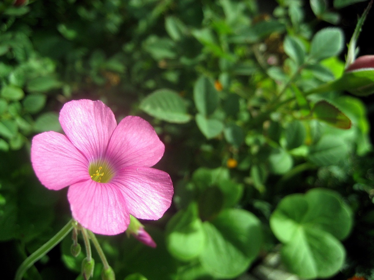 室内绿植盆栽与爬藤之美